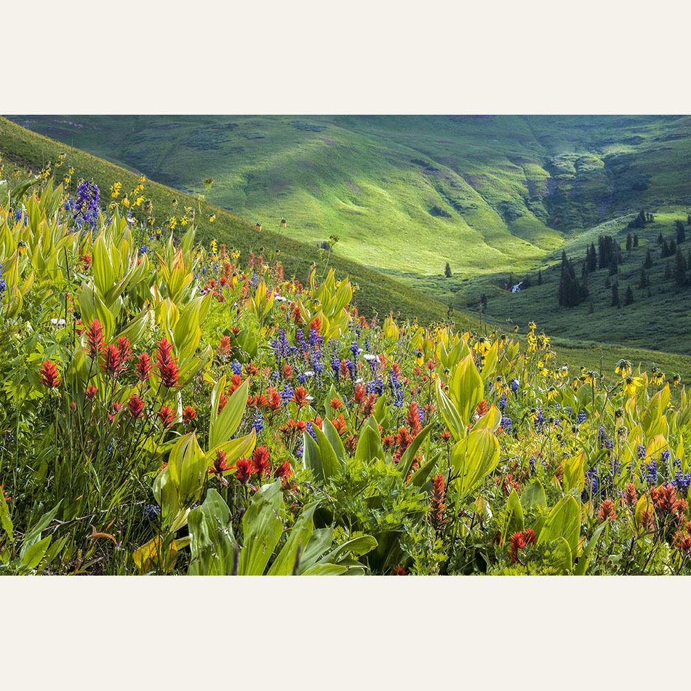 NR19-09 Corn Lilies and Paintbrush 12x18 photo:metal 325 WEB