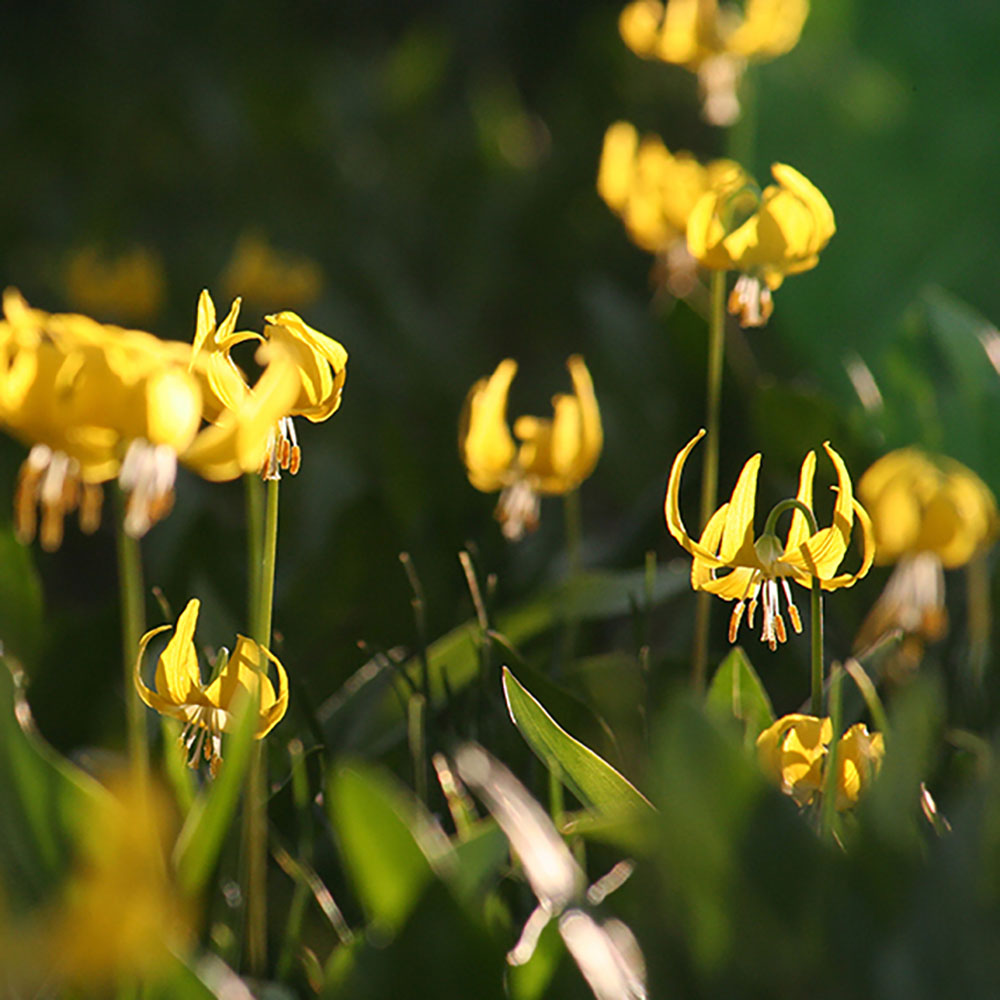 NR19-18 Glacier Lilies 8x8 photo:wood 165 WEB