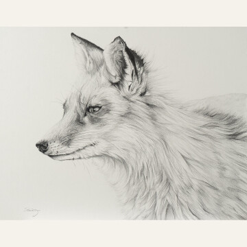 TS21-01 Red Fox I 11x14 pencil 1,500 F WEB SOLD