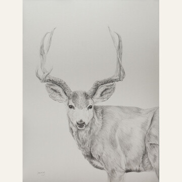 TS21-04 Mule Deer No. 1 24x18 pencil 2,200 F WEB