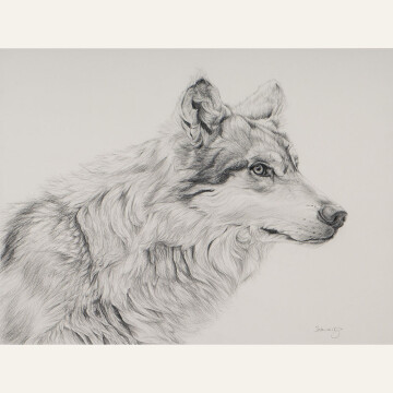 TS21-05 Mexican Wolf 11x14 pencil 1,500 F WEB