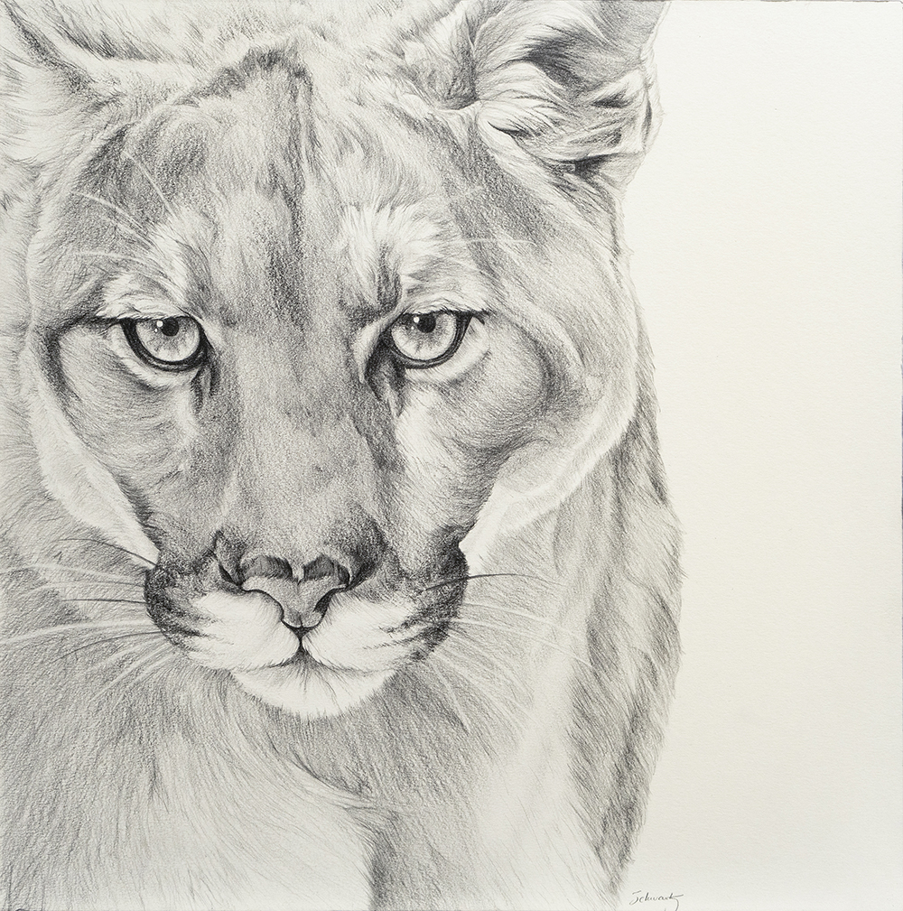 TS22-02 Austerity - Mountain Lion No.1 12x21 pencil 1400 F WEB