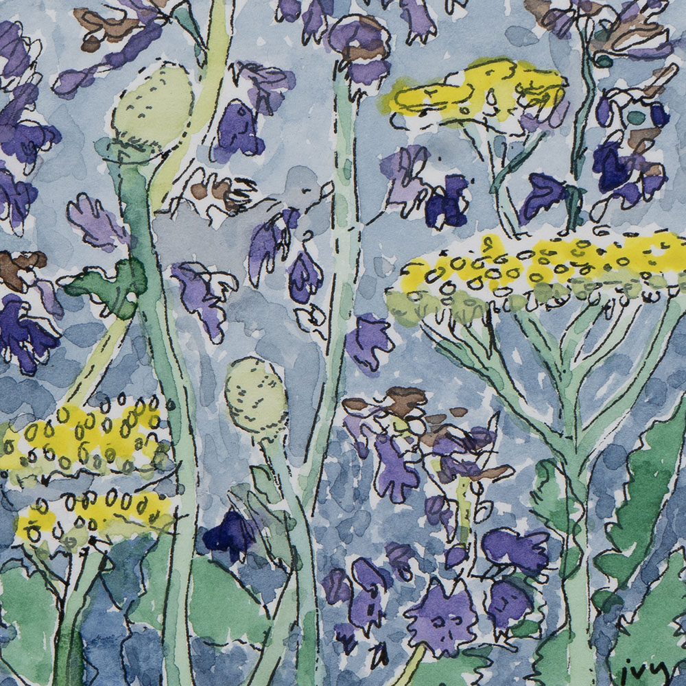 IK22-13 Yarrow _ Catmint 4x4 watercolor and ink 350 F