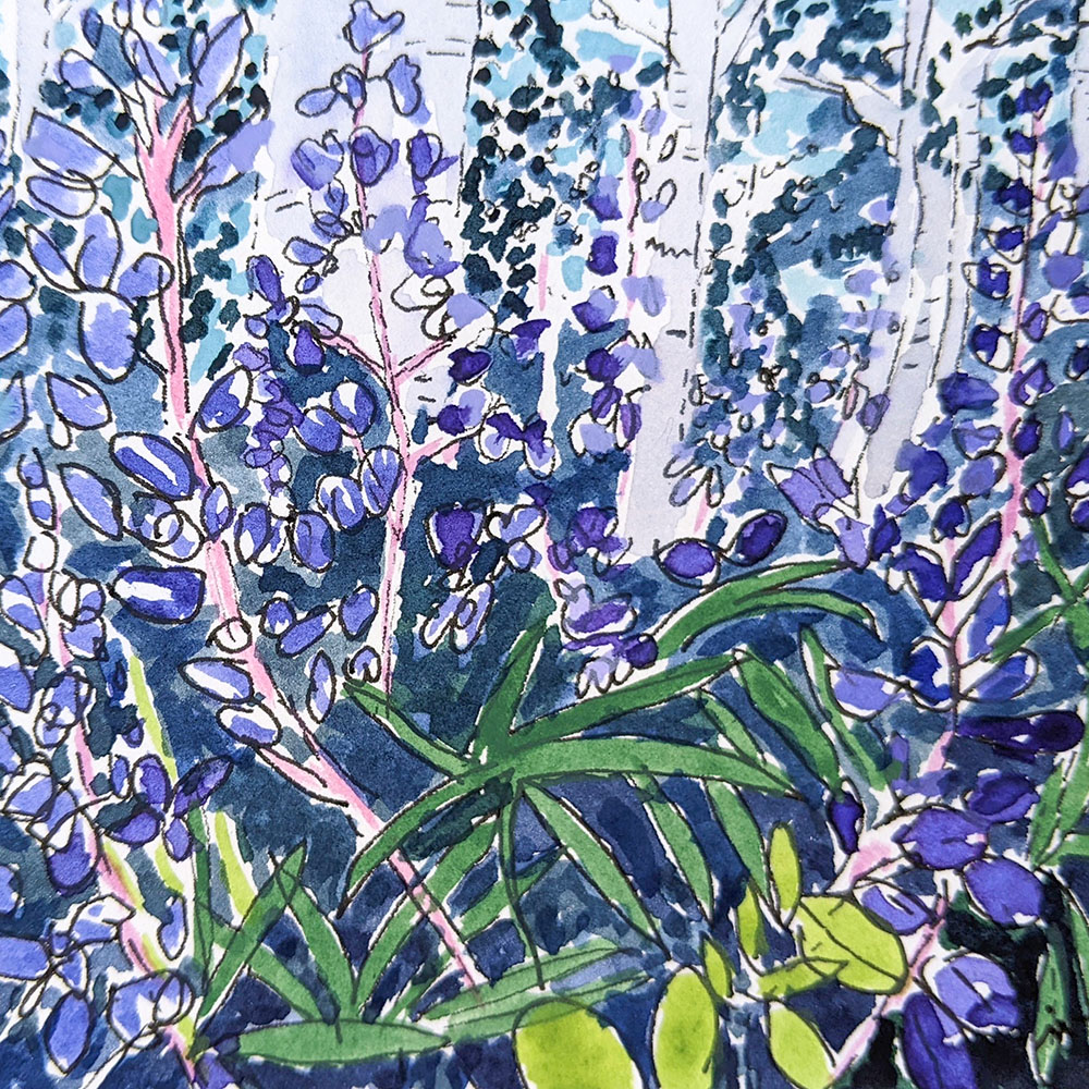 IK22-11 Wild Lupine and Aspen 4x4 watercolor 350 F WEB