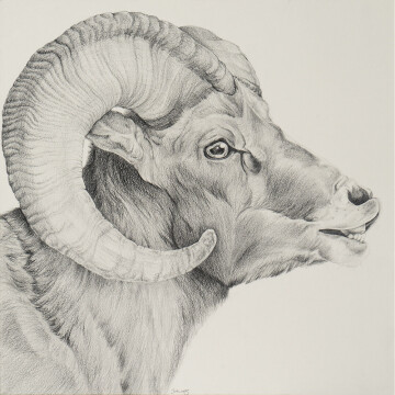 TS22-10 The Leader - Bighorn No. 2 12x12 pencil 1400 F WEB SOLD