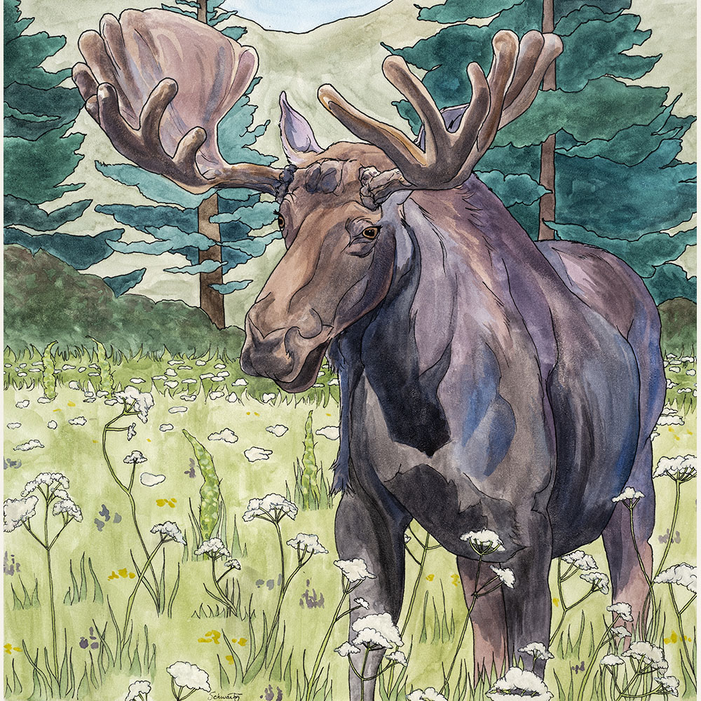 TS22- Moose